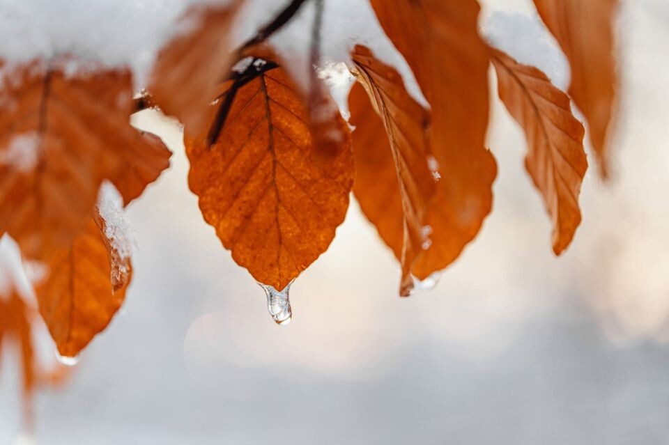    Сентябрь. Первый снег. Осень . Источник: pexels.com