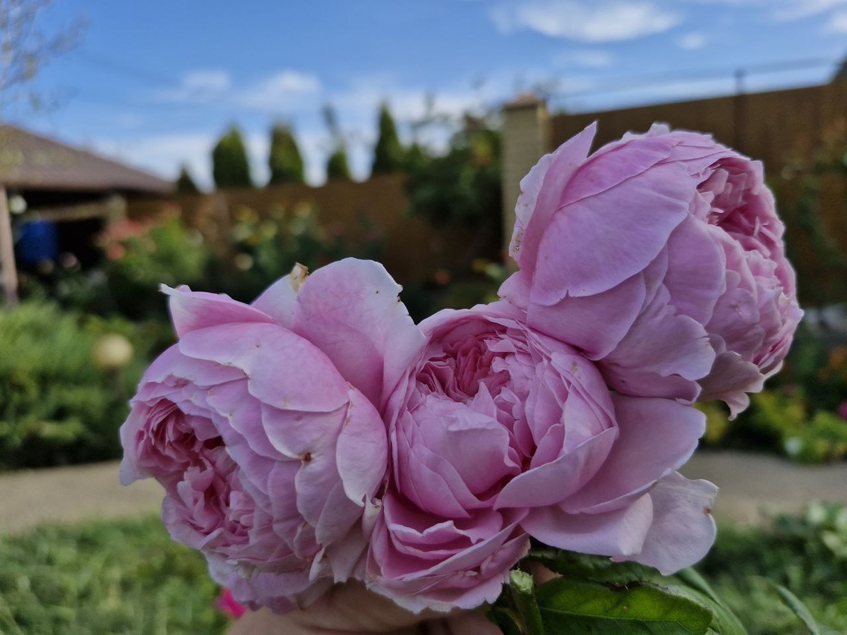 Спирит от фридом