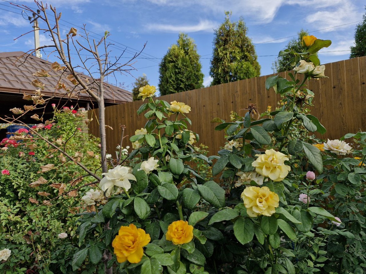 Рабочая лошадка Керио. Одна из самых жаростойких