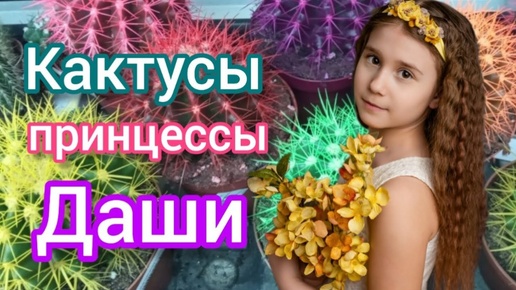 Дашины цветы Кактусы 2024 #цветы #растения #вода #полив #водаэтожизнь #2024 #благовещенск #vlog VLOG