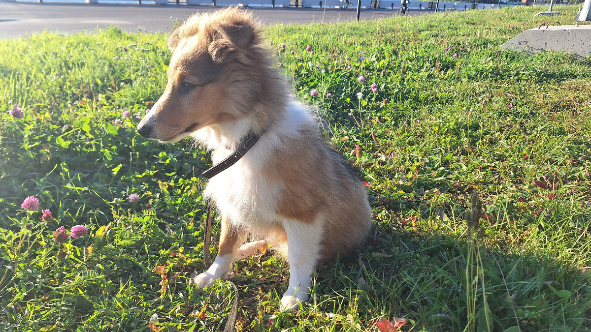 Я на травке (22.09.2024)