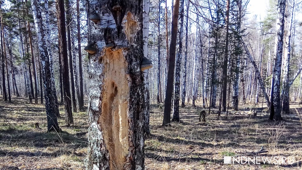    Fomes fomentarius