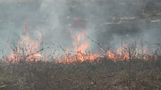 Количество лесных пожаров в Новосибирской области снизилось в четыре раза