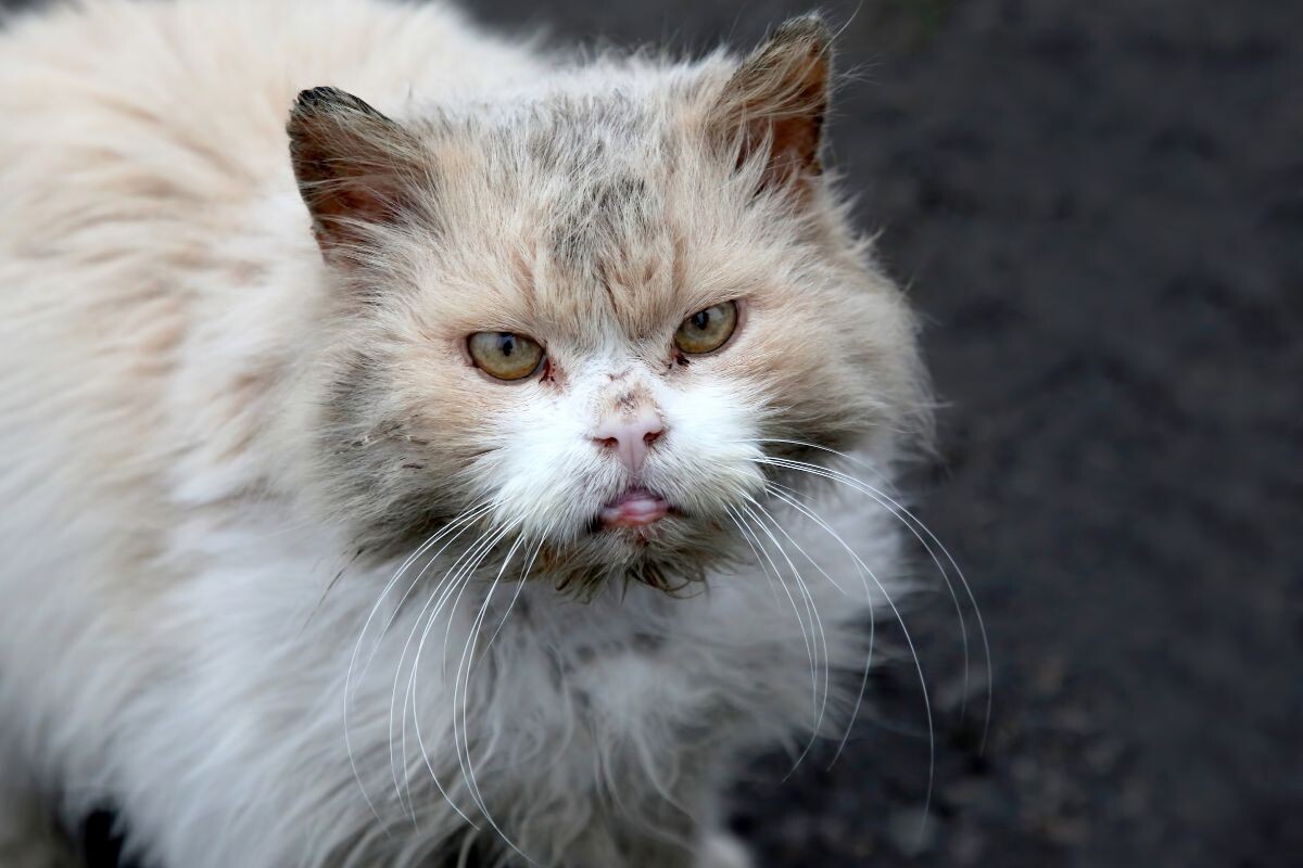 Бездомная кошка