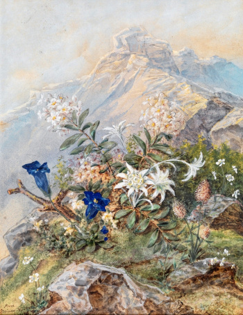 Анна Штайнер-Книттель. Горечавка и эдельвейс