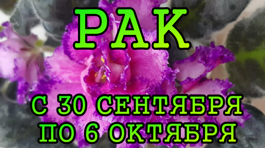 РАК таро прогноз на неделю с 30 СЕНТЯБРЯ по 6 ОКТЯБРЯ 2024 года.