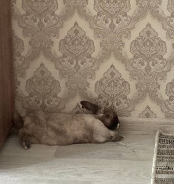 ДОМашнее счастье - оно такое!