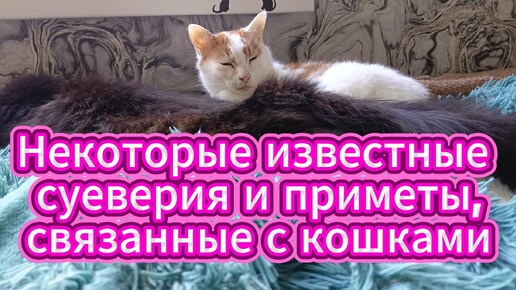 Некоторые известные суеверия и приметы, связанные с кошками