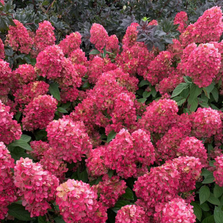 Бонфайр. Фото с сайта https://bozin-garden.ru/