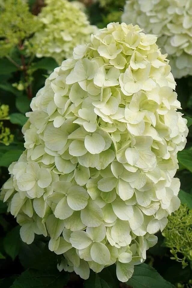 Гортезия Геркулес. Фото с сайта https://conifercollection.ru/