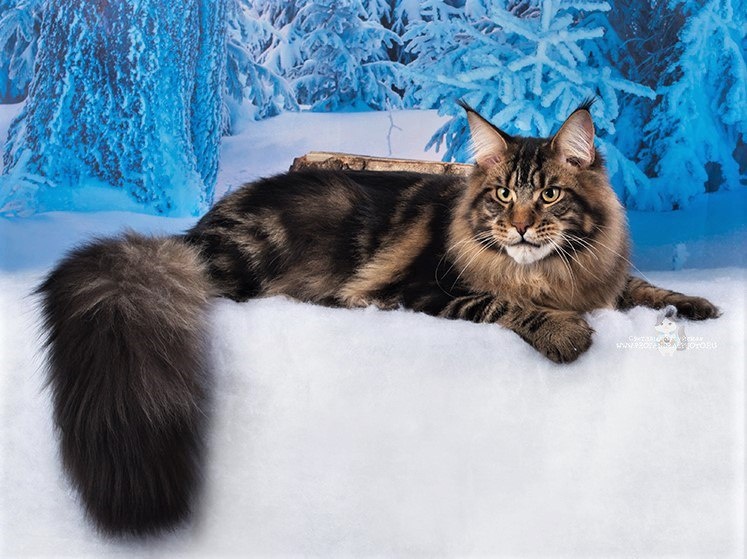 Наш с Ричардом папа Lawrence