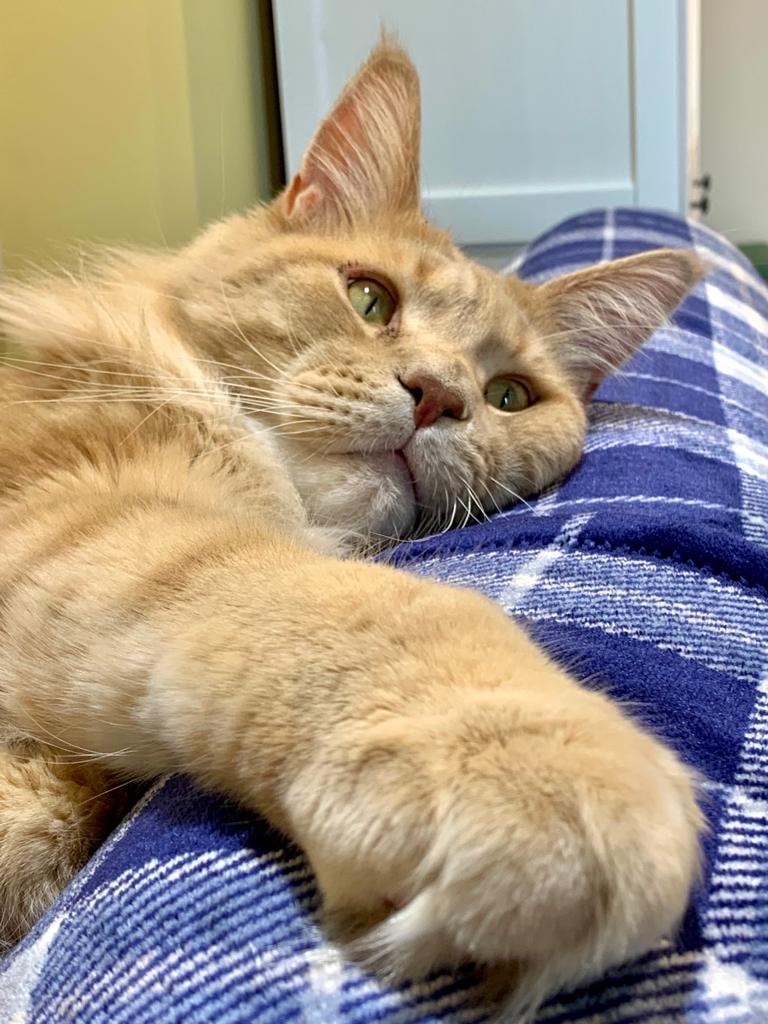 Ведь я серьёзный кот  