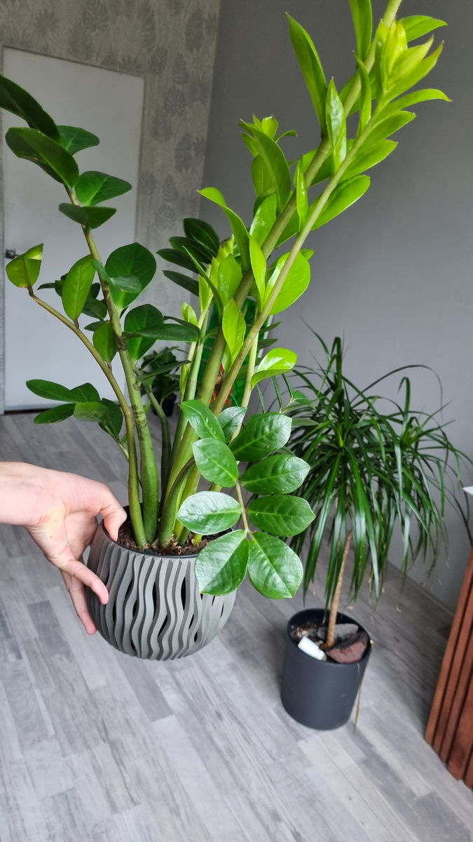 Мой замиокулькас