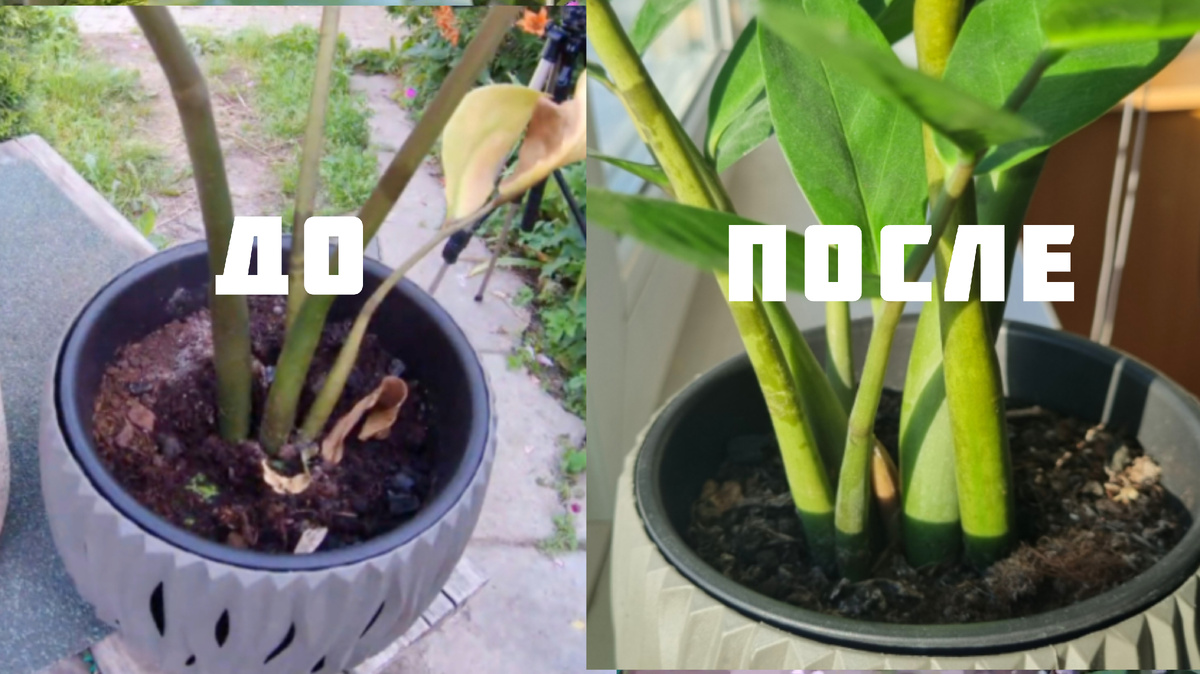 До и после подкормки.