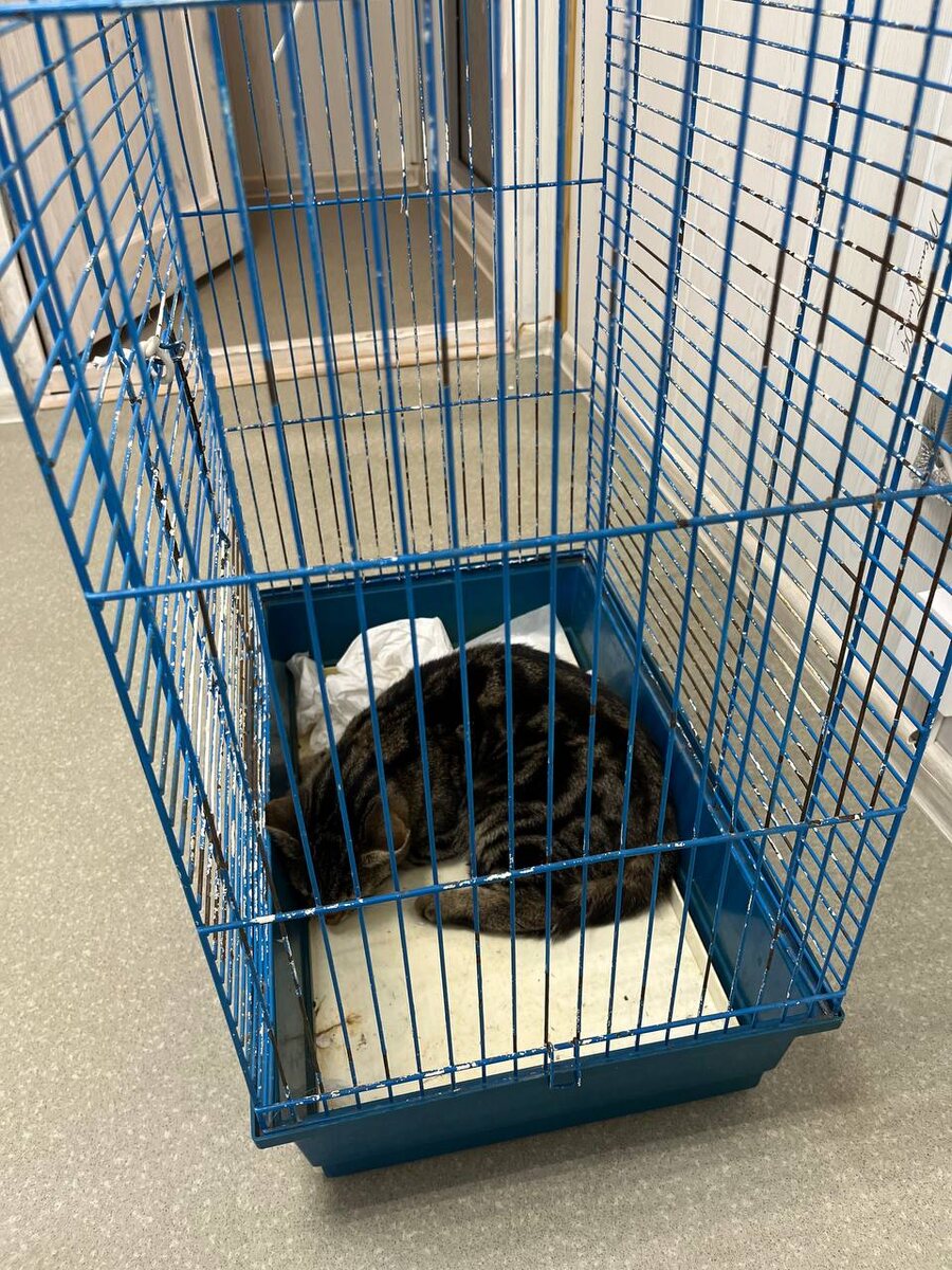 Очередная безнадзорная дикарка на стерилизацию 