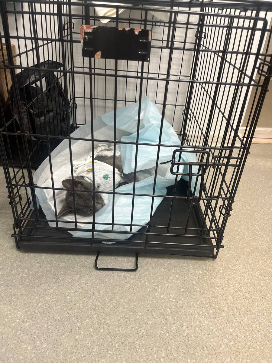 Приходит в себя после операции 