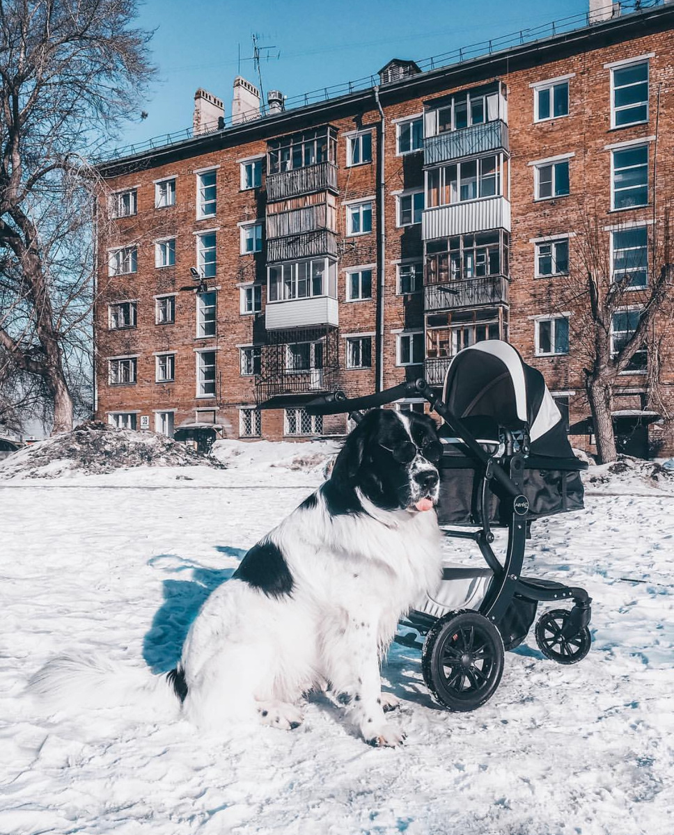 Мои верные спутники на прогулках. Когда купила коляску под цвет собаки))
