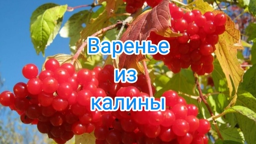 Варенье из калины