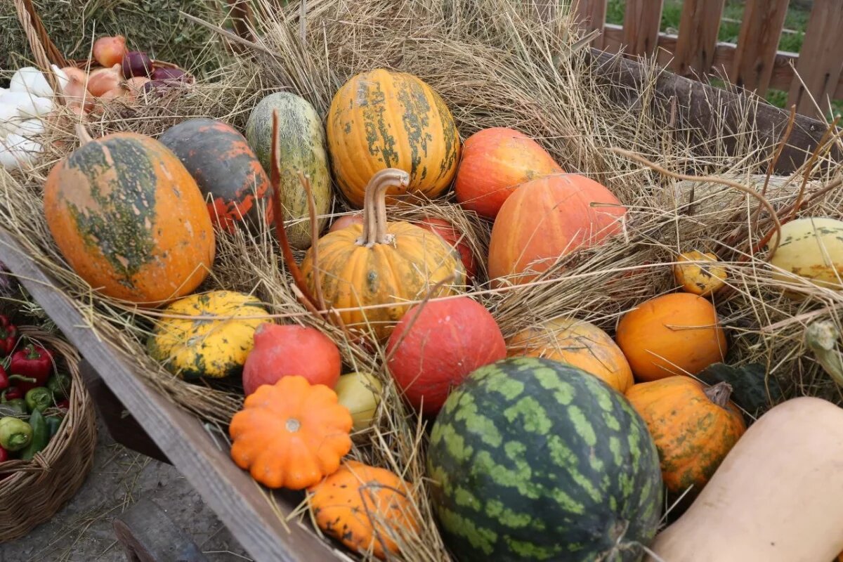    Астраханцы смогут приобрести сельхозпродукцию на агрофестивале