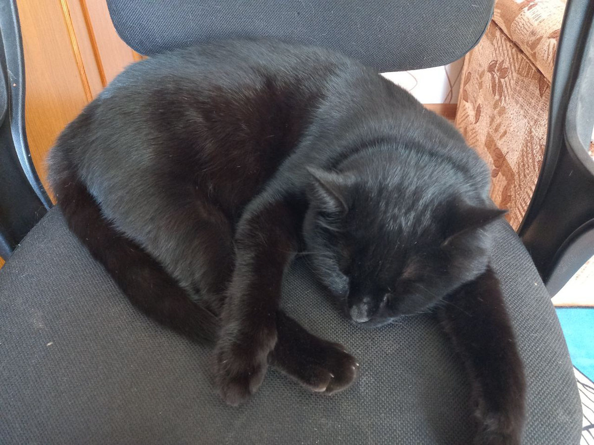 Только встану со своего стула, а Кусик тут как тут. И не сгонишь - жалко котика. 