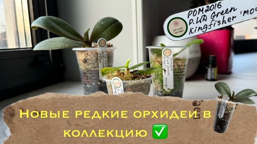 Как заполучить себе очень редкие орхидеи в коллекцию 🤤 распаковка #phal #orchidflower #орхомания