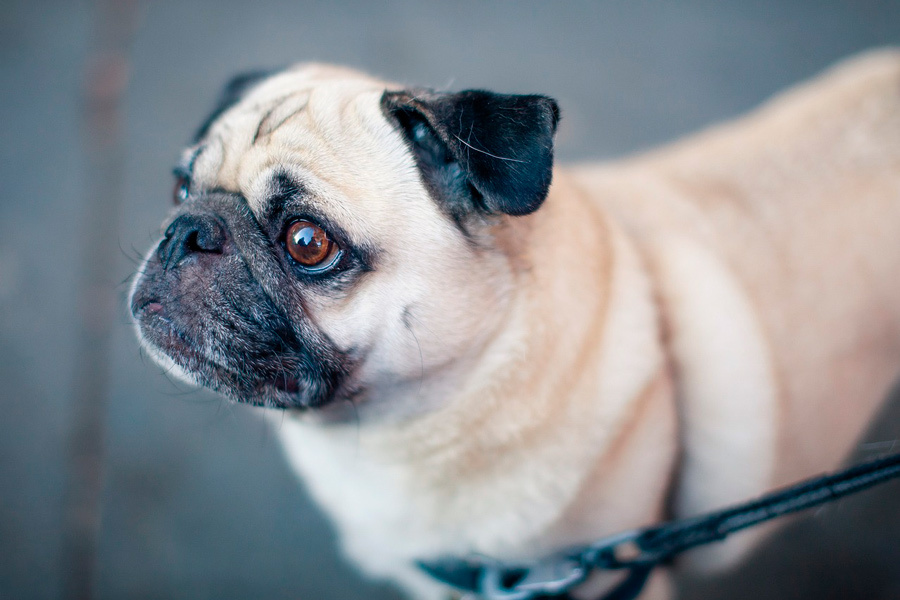    Фото: Pexels / Pixabay.com