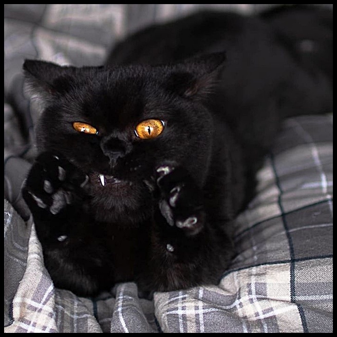 Сами вы ведьмы!