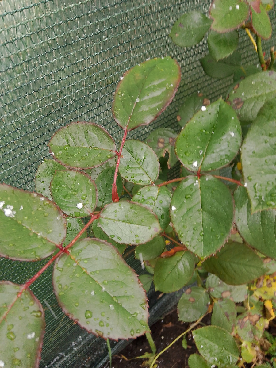 Бегала искала где снега будет больше видно))