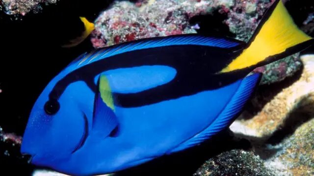 Голубой (флаговый) хирург (Paracanthurus hepatus). Автор фото: Steven David Miller/naturepl.com