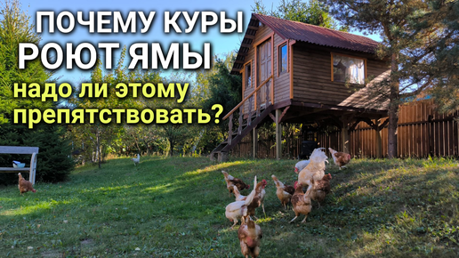 ПОЧЕМУ КУРЫ РОЮТ ЯМЫ, надо ли этому препятствовать?