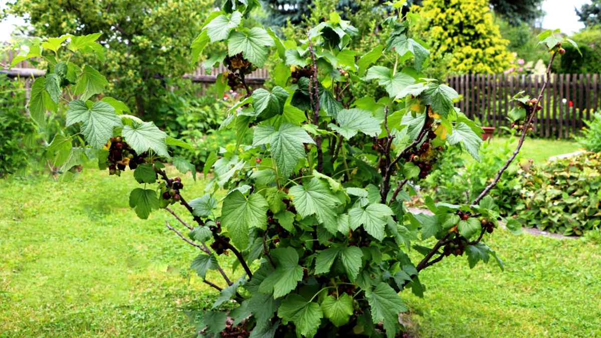 Многие дачники не знают, что делать с кустами смородины после сбора ягод и начинают искать в интернете ответы на эти вопросы.