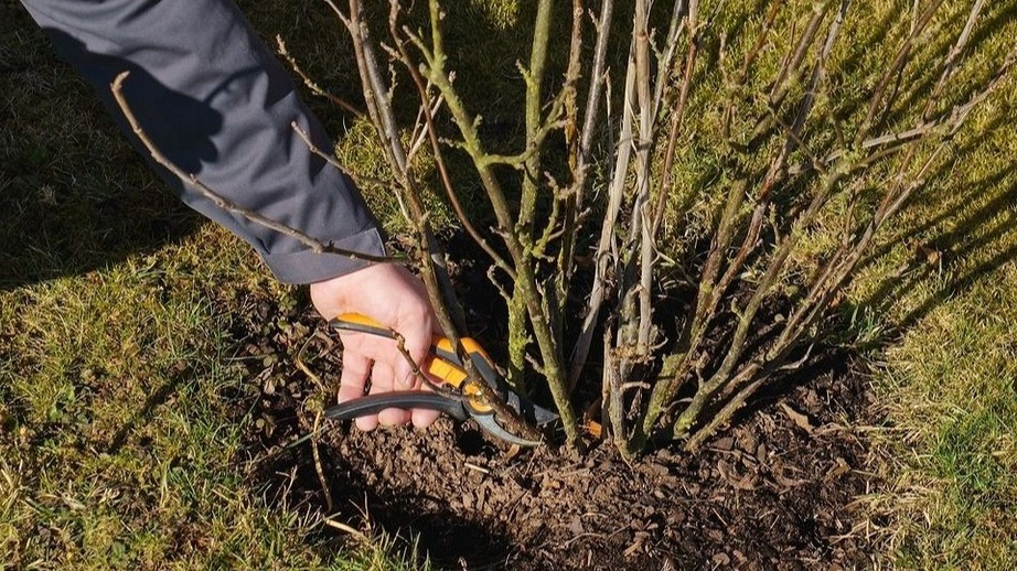 А еще никто не знает, как смородина перенесет зимний период.