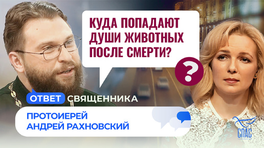 КУДА ПОПАДАЮТ ДУШИ ЖИВОТНЫХ ПОСЛЕ СМЕРТИ?