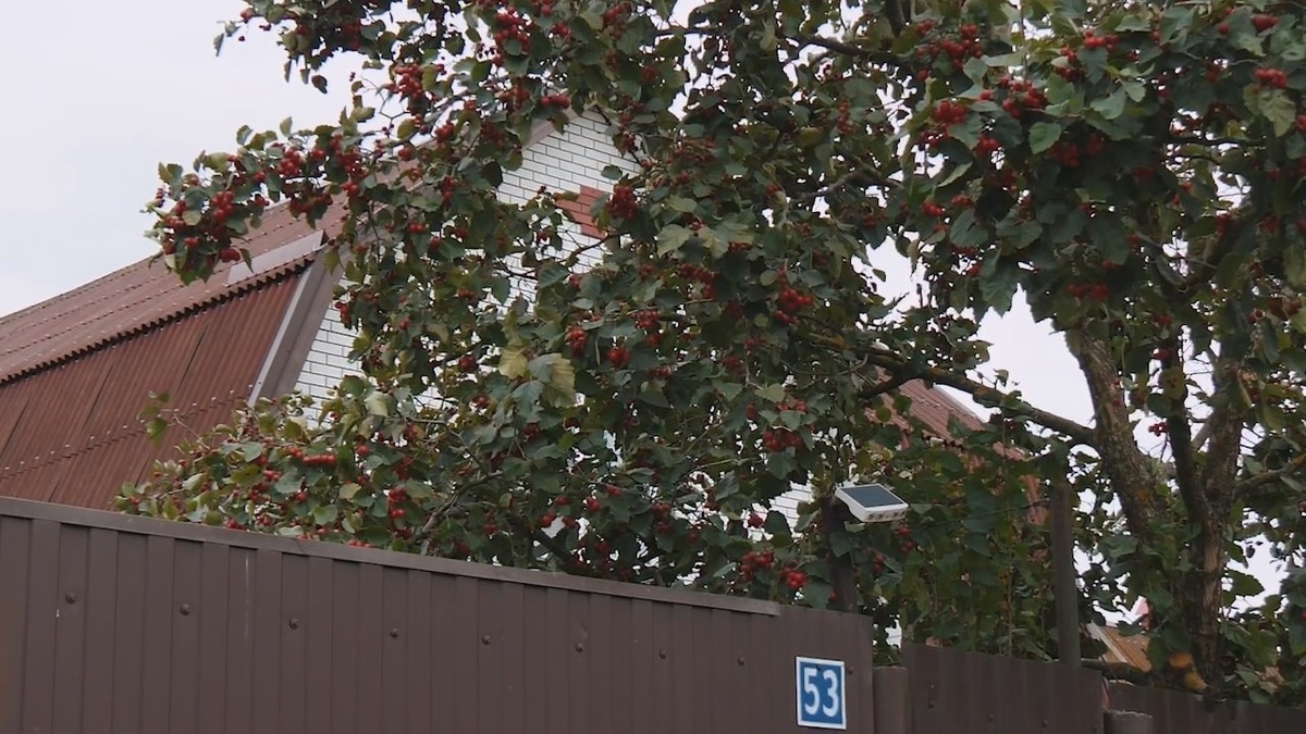 Боярышник называют «сердечной ягодой». Настой урежает частоту сердечных сокращений и снижает артериальное давление