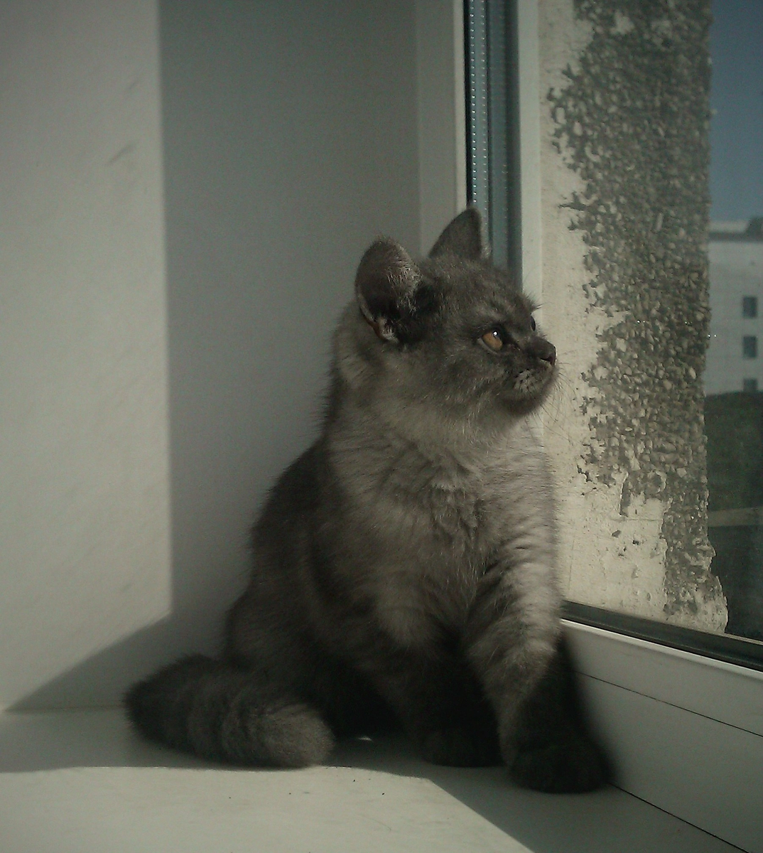 Почти кот