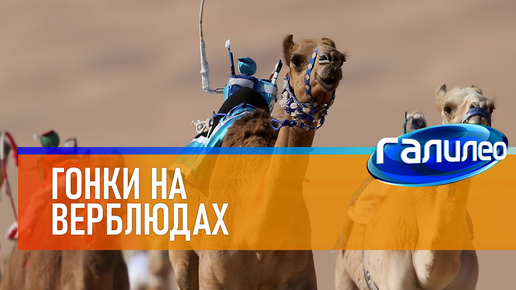 Скачать видео: Галилео 🐪 Гонки на верблюдах