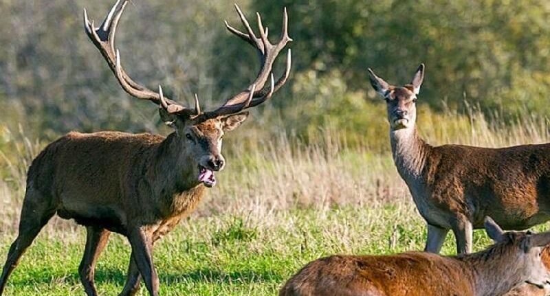    Минэкологии МО.