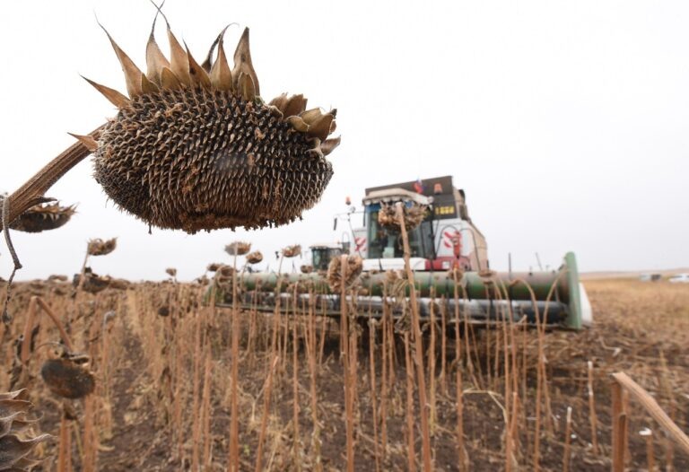    В Оренбургской области началась уборка подсолнечника Оренбуржье