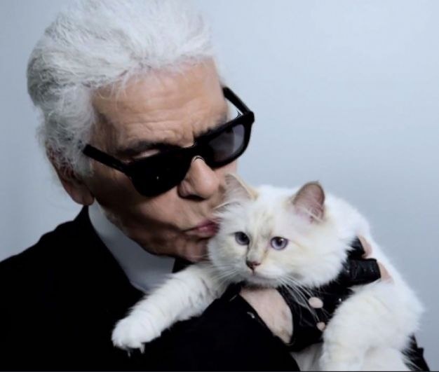 Любим котиков