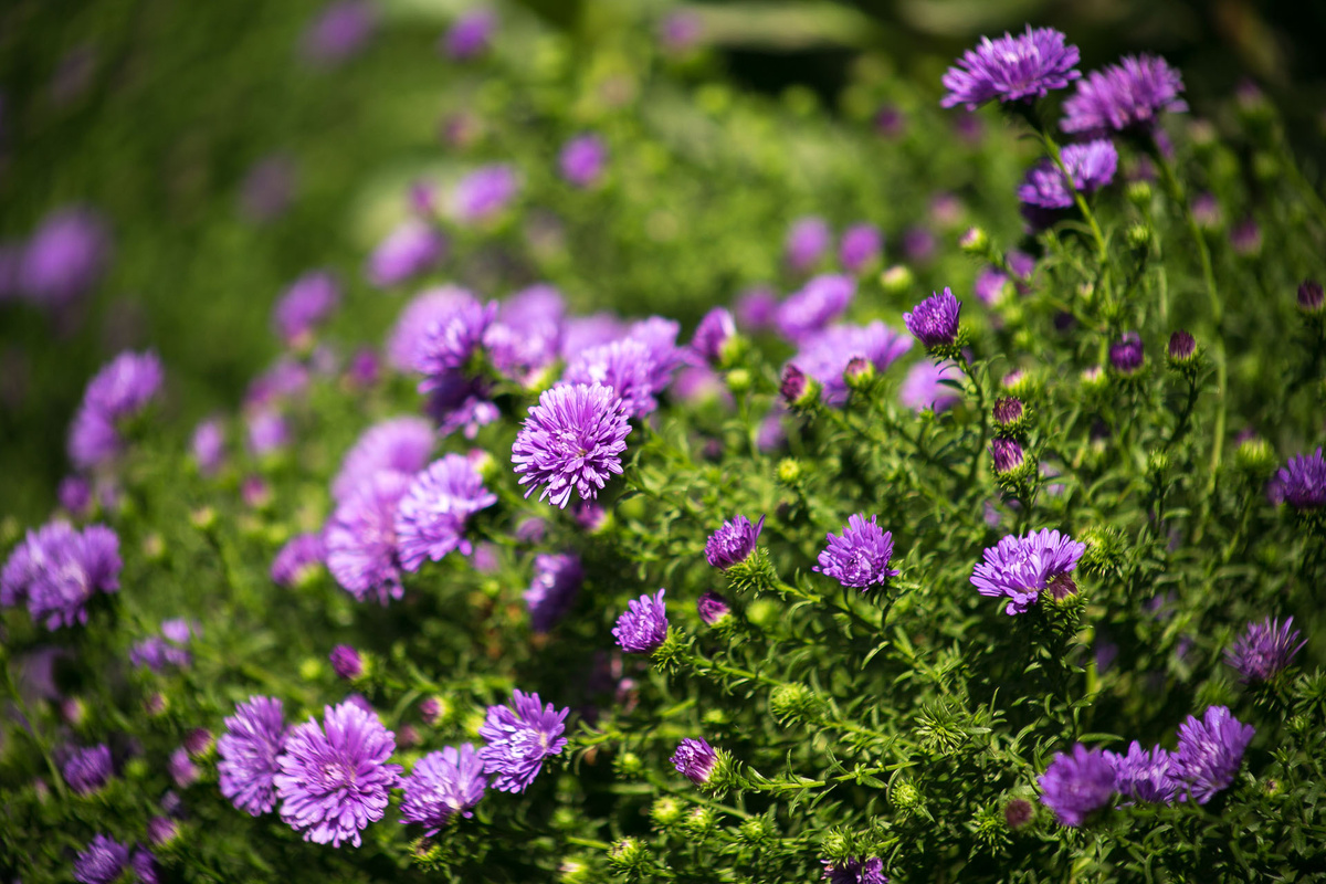 Астра новобельгийская Henry Purlpe. Автор фото Елена Якимова / Greenfingers