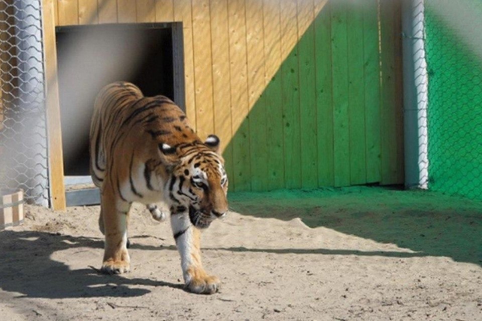 Открытый источник