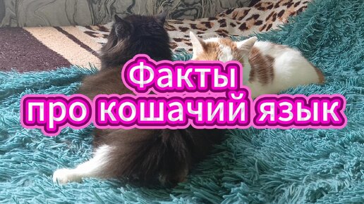 Descargar video: Факты про кошачий язык