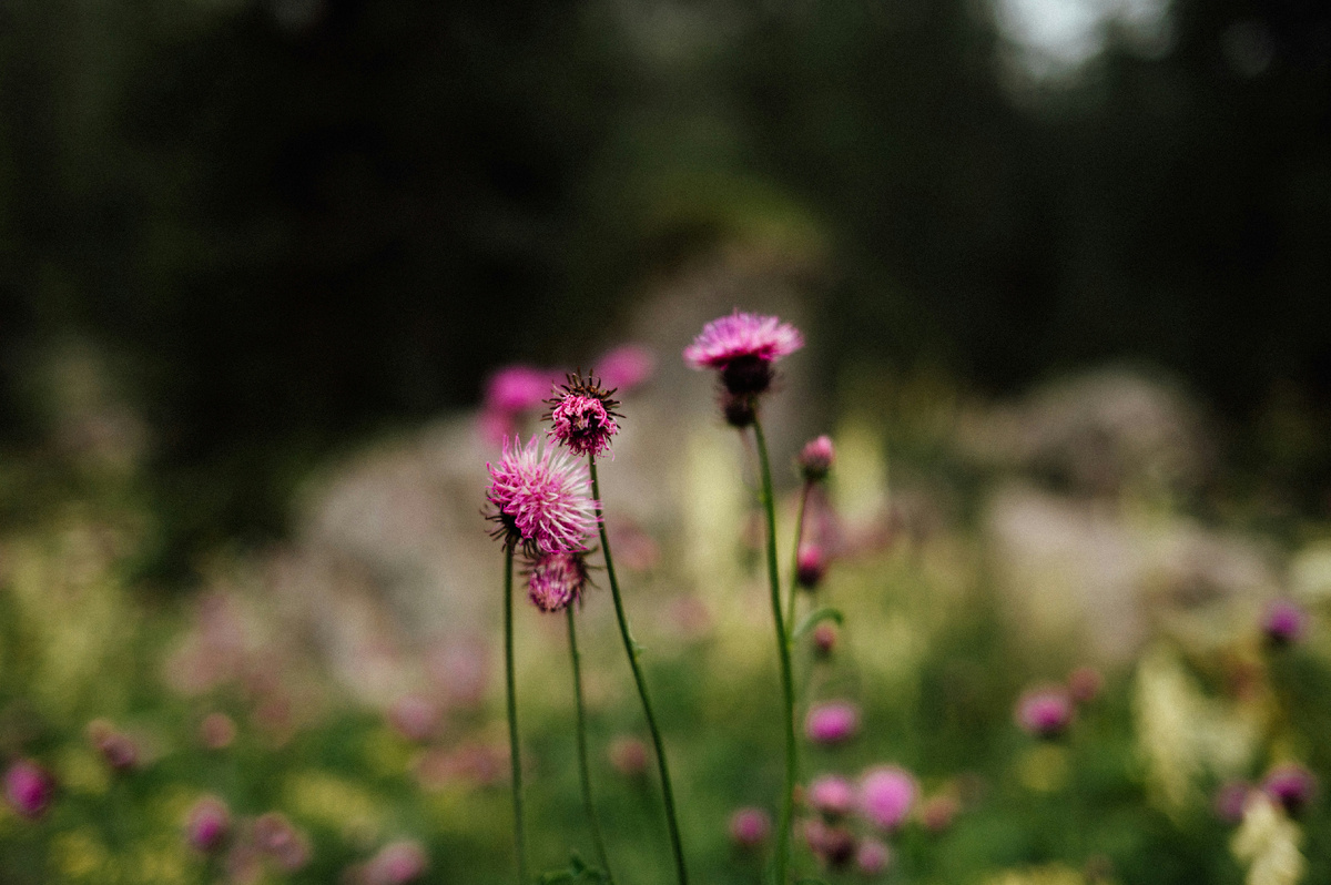 Картинка с бесплатного фотостока https://unsplash.com, автор Nika Gregorič