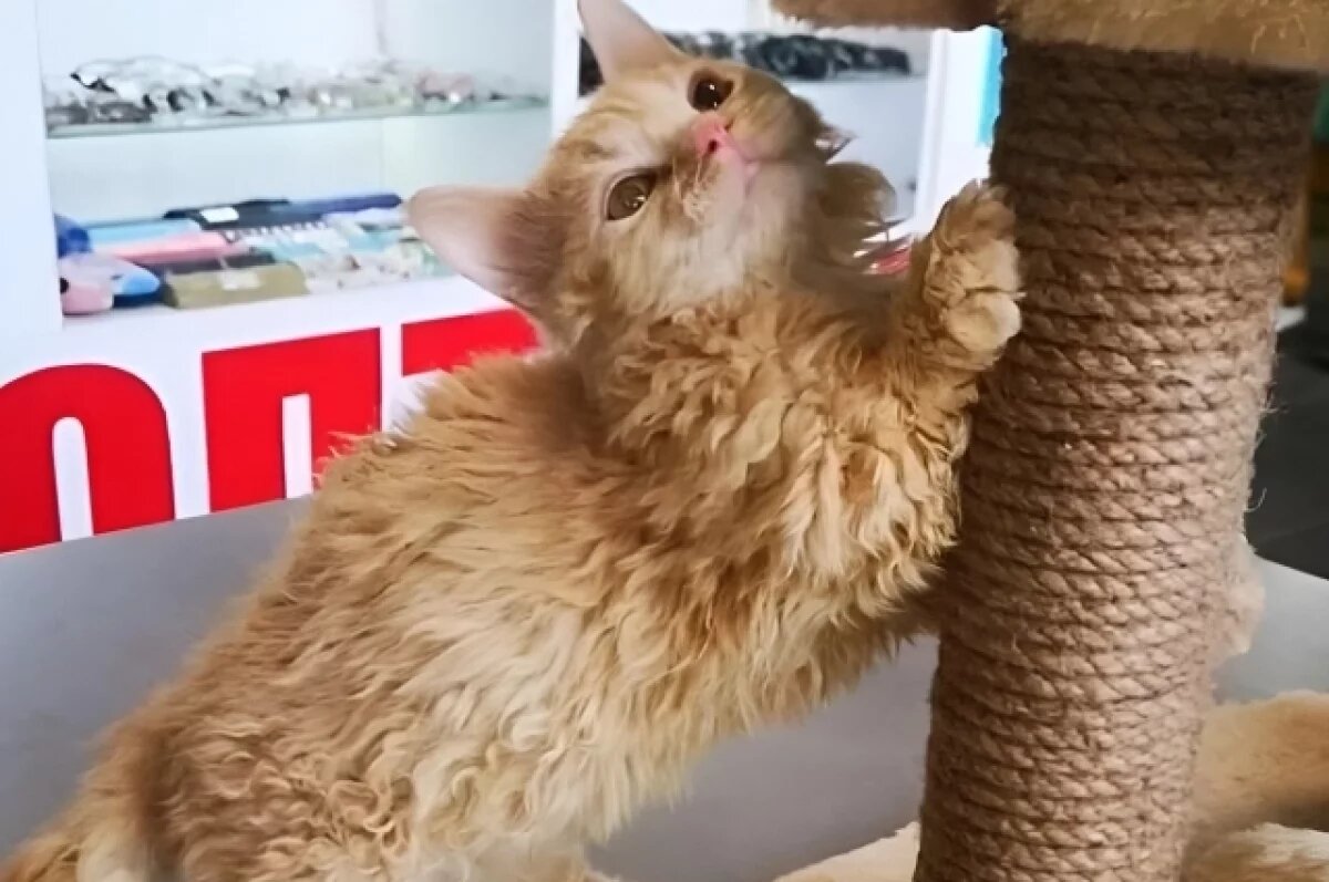    В Новосибирске за 50 тысяч рублей продают кудрявого котенка