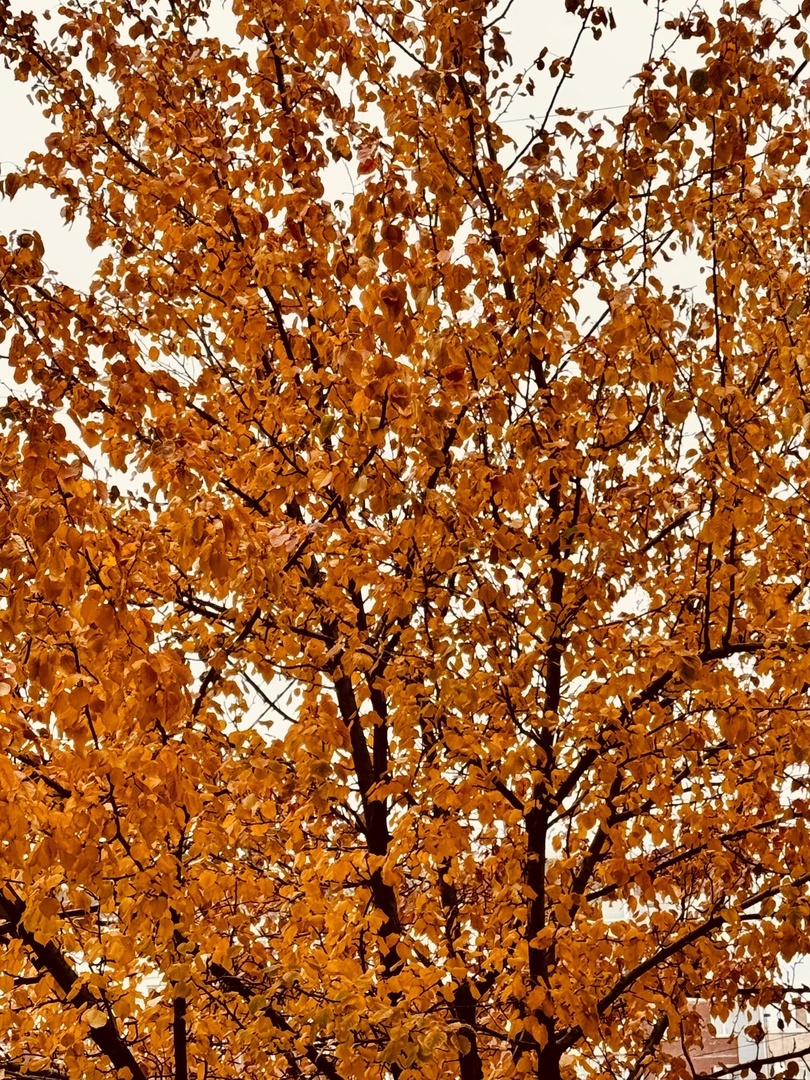 Это дерево у моего дома было зеленым неделю назад. То ли я просто не заметила очевидного, то ли осень наступила совсем внезапно.