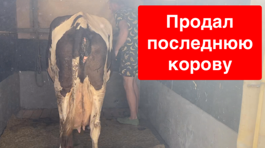 ПРОДАЛ ПОСЛЕДНЮЮ КОРОВУ НОЧКУ