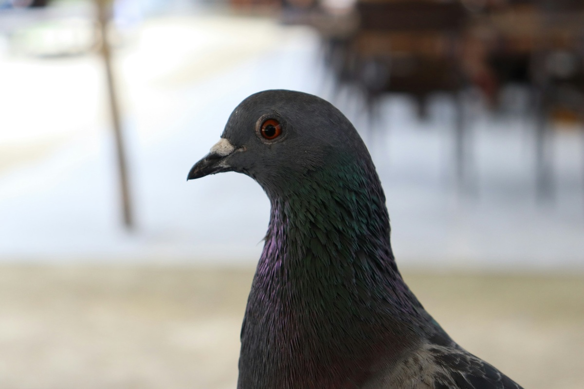     Почему голуби кивают головой во время ходьбы