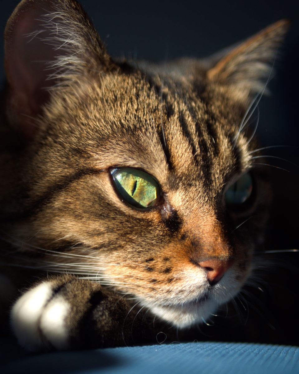 Кошка Рыся, 2022 год