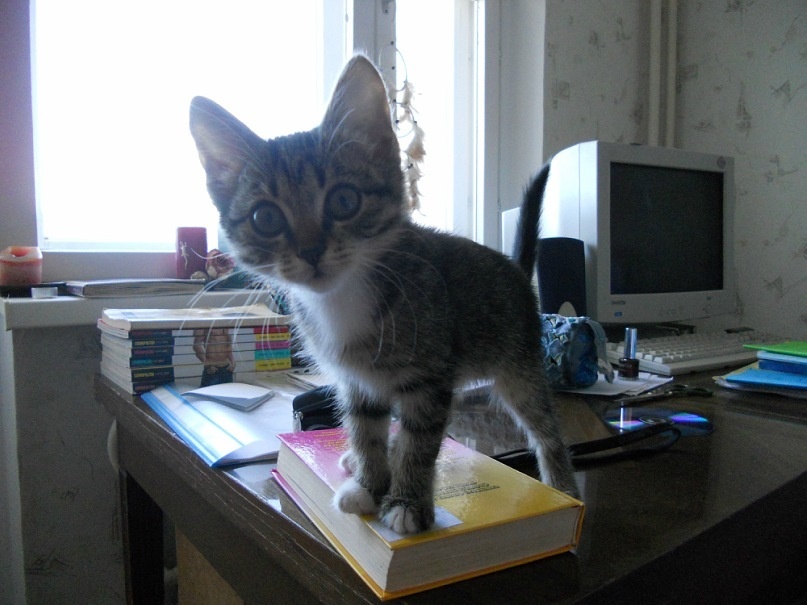 Кошка Рыся, 2010 год