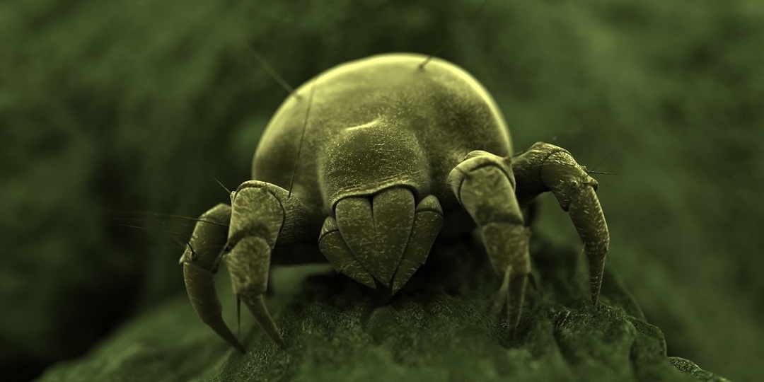 Пылевой клещ: Веская причина перестать заправлять кровать по утрам